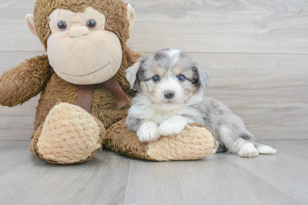 Aussiechon Pup Being Cute