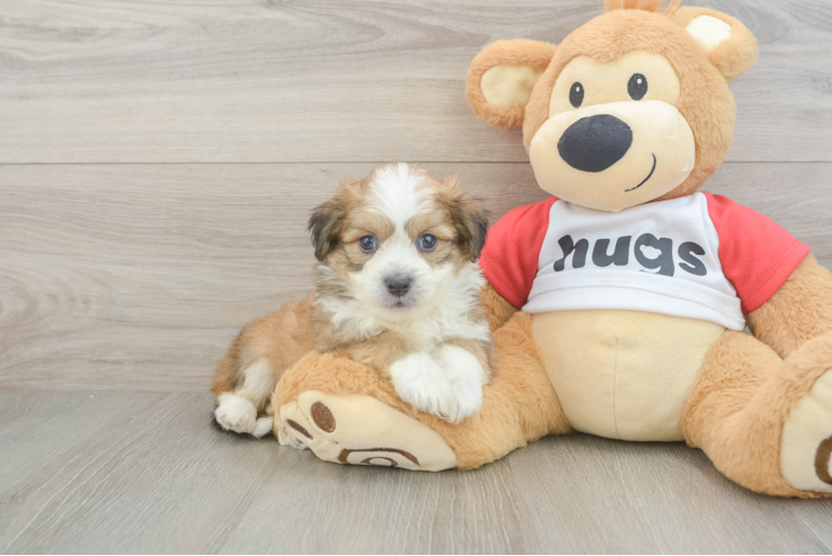 Aussiechon Puppy for Adoption