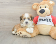 5 week old Aussiechon Puppy For Sale - Premier Pups