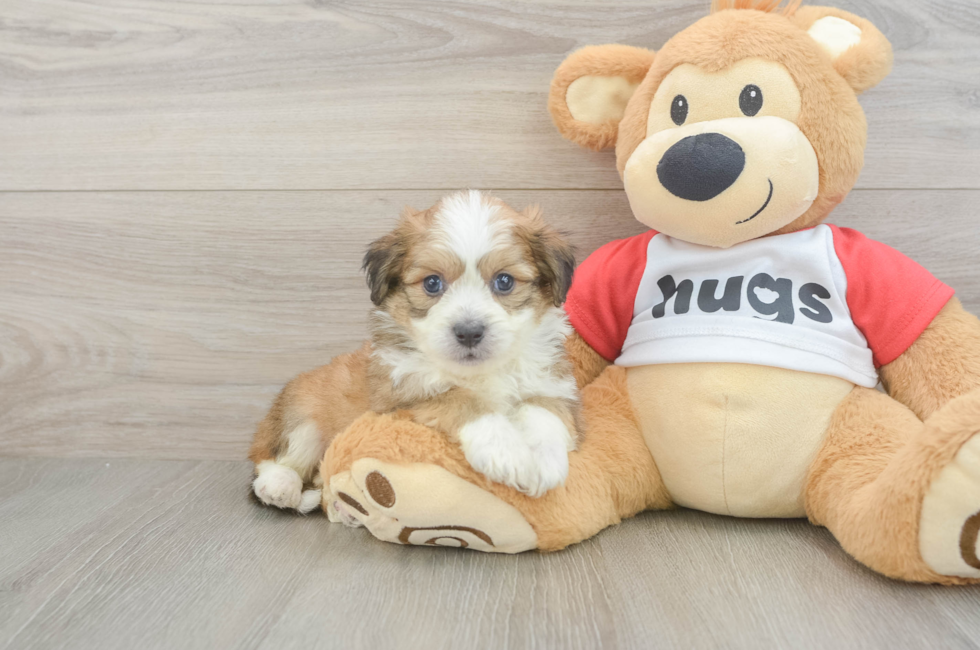 5 week old Aussiechon Puppy For Sale - Premier Pups