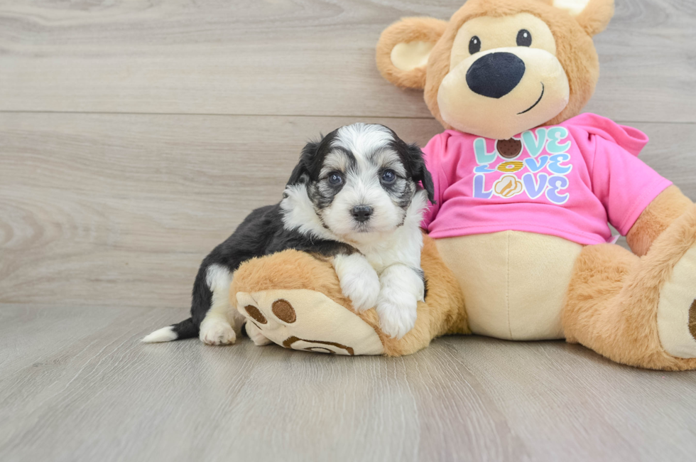 5 week old Aussiechon Puppy For Sale - Premier Pups