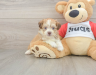 5 week old Aussiechon Puppy For Sale - Premier Pups