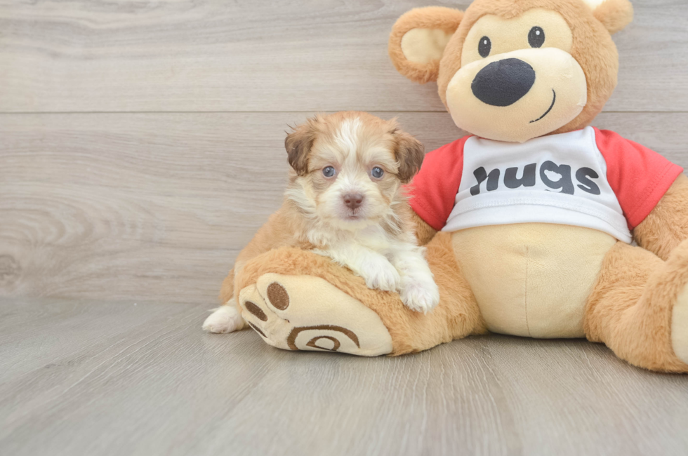 5 week old Aussiechon Puppy For Sale - Premier Pups