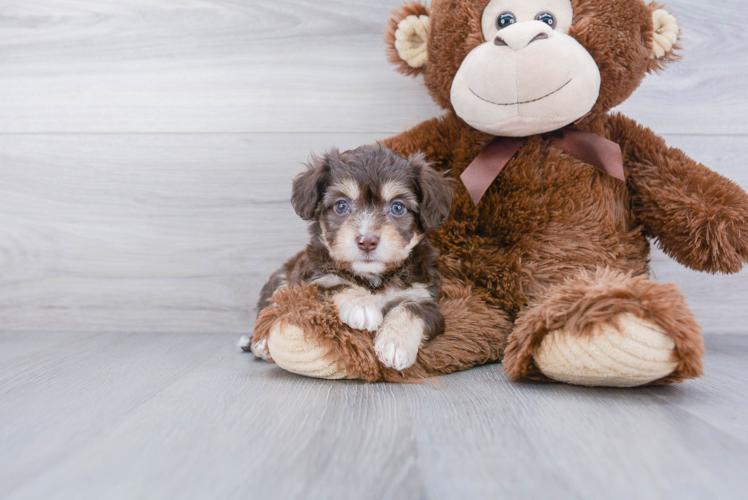 Aussiechon Puppy for Adoption