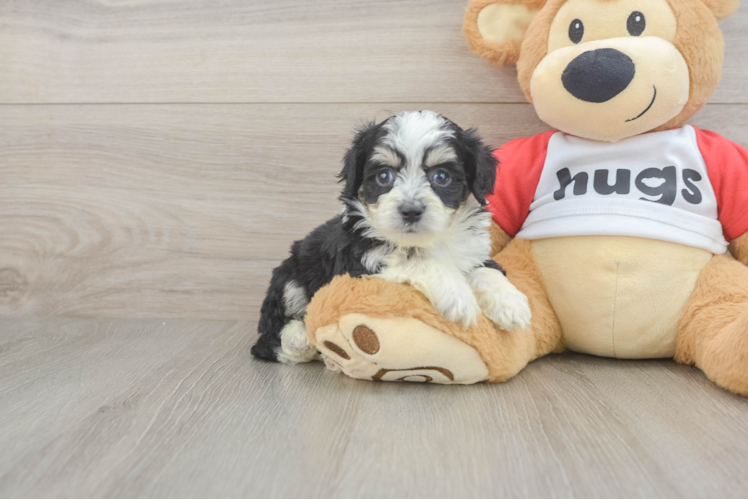 Best Aussiechon Baby