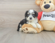 6 week old Aussiechon Puppy For Sale - Premier Pups