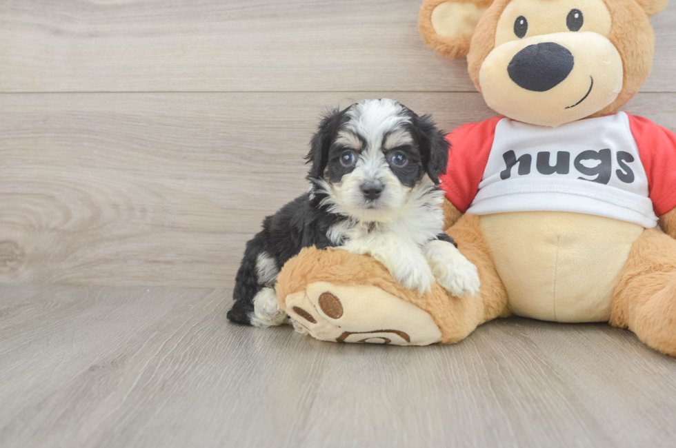 5 week old Aussiechon Puppy For Sale - Premier Pups