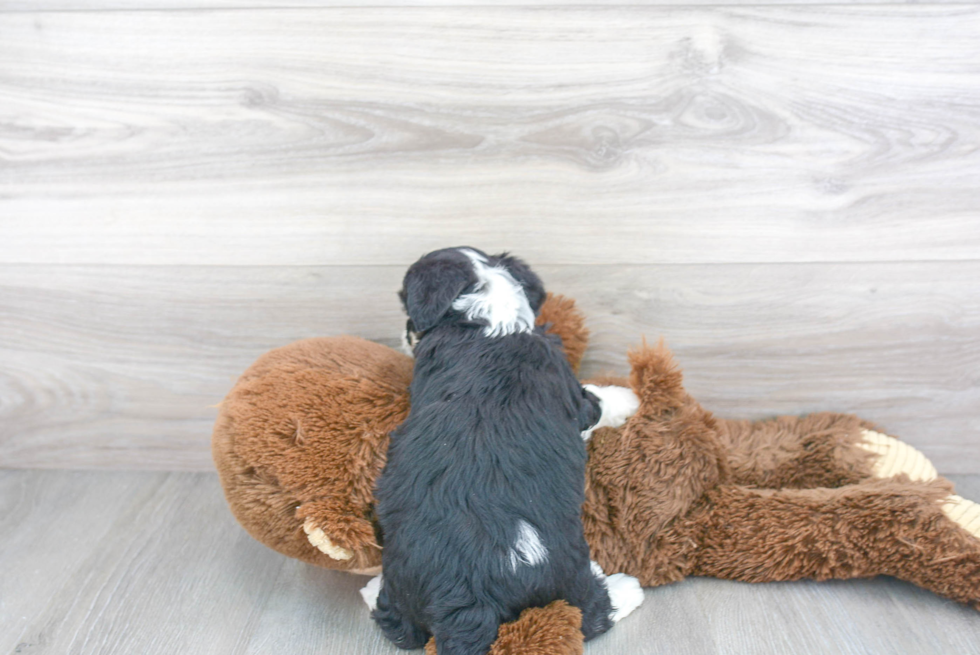 Aussiechon Pup Being Cute