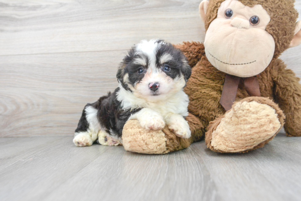 Aussiechon Pup Being Cute