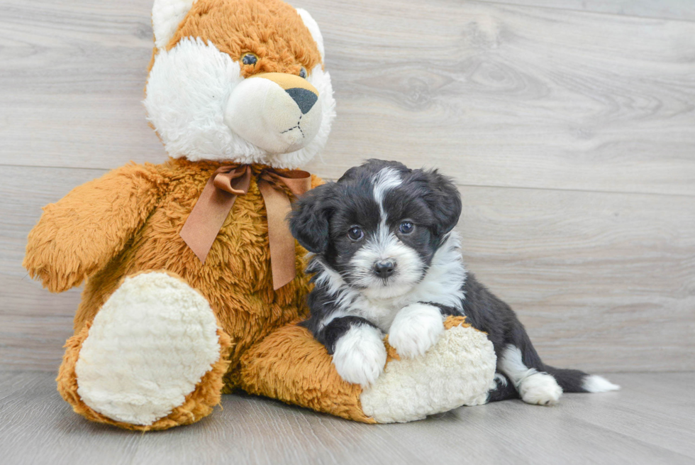 Adorable Australian Designer Puppy