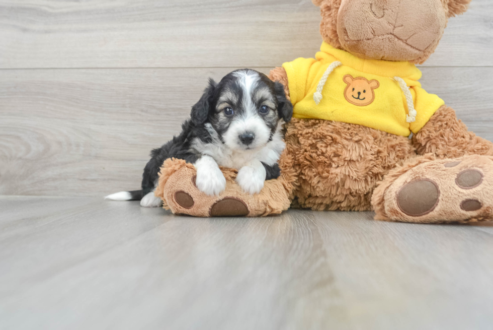 Funny Aussiechon Designer Pup