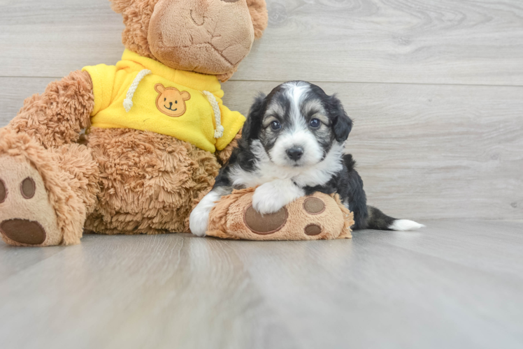 Aussiechon Pup Being Cute