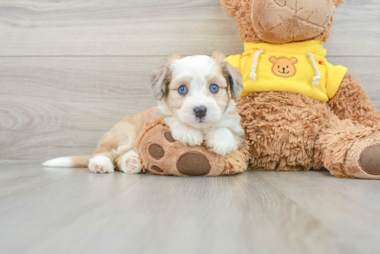 Aussiechon Pup Being Cute