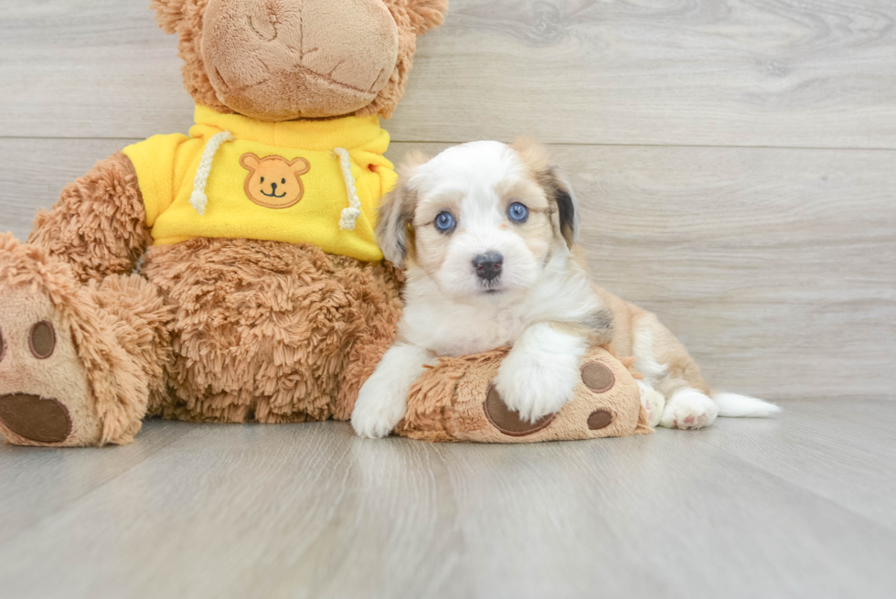 Aussiechon Pup Being Cute