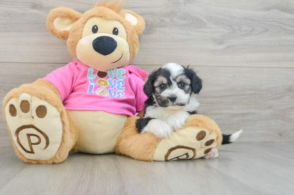 5 week old Aussiechon Puppy For Sale - Premier Pups