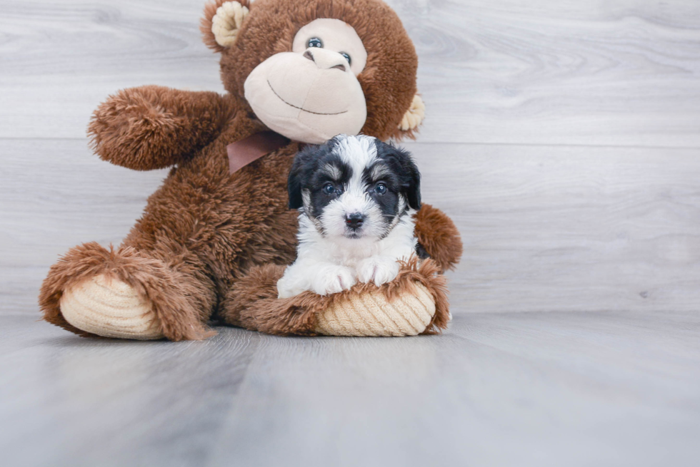 Aussiechon Pup Being Cute