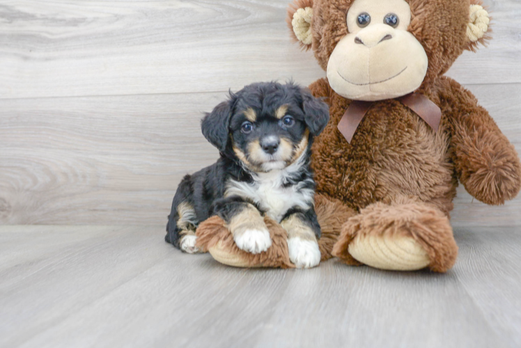 Aussiechon Pup Being Cute