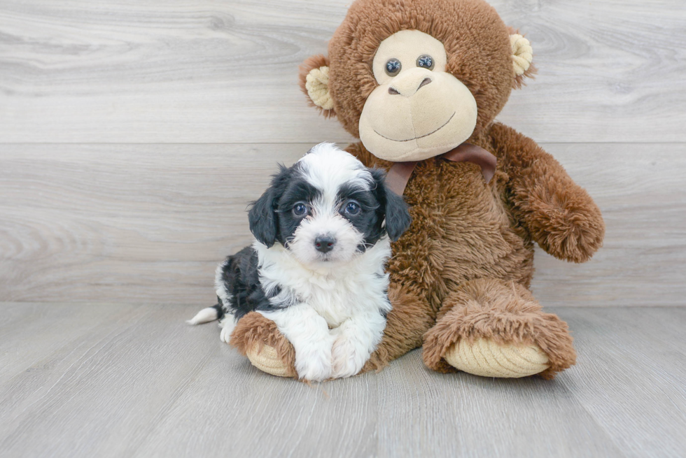 Aussiechon Puppy for Adoption