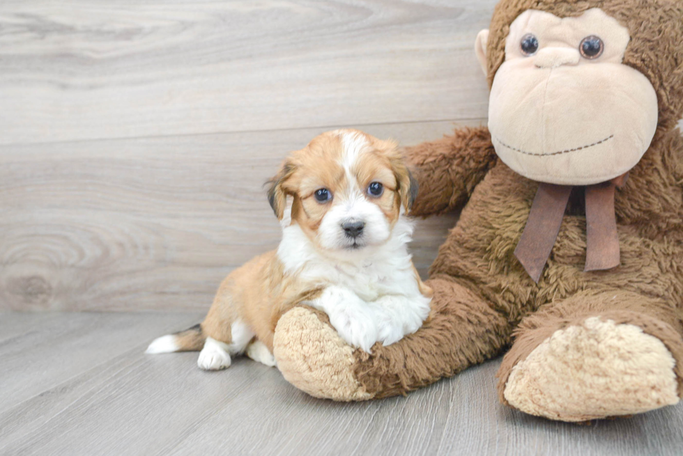 Adorable Australian Designer Puppy