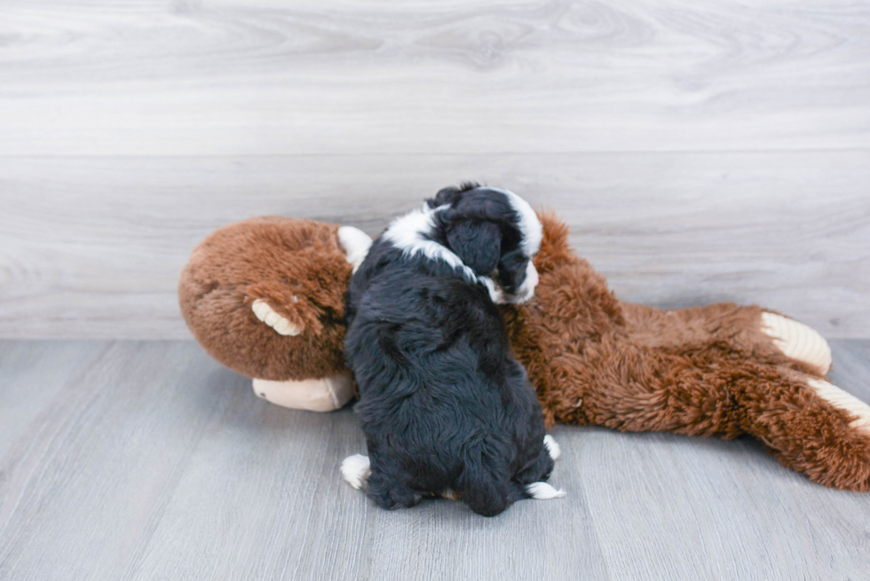 Aussiechon Pup Being Cute