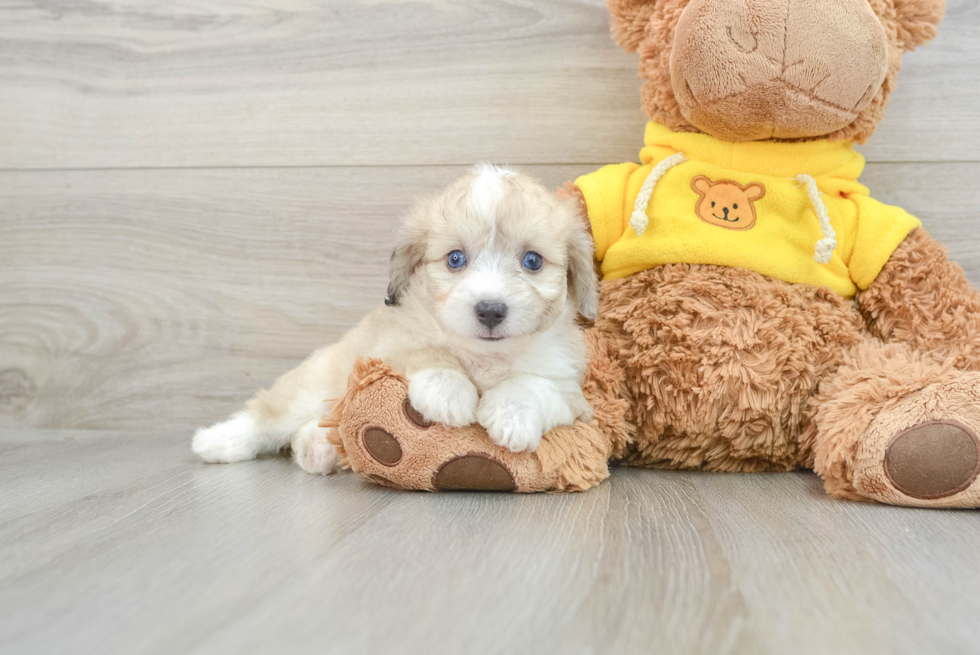 Aussiechon Puppy for Adoption