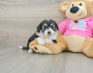 7 week old Aussiechon Puppy For Sale - Premier Pups