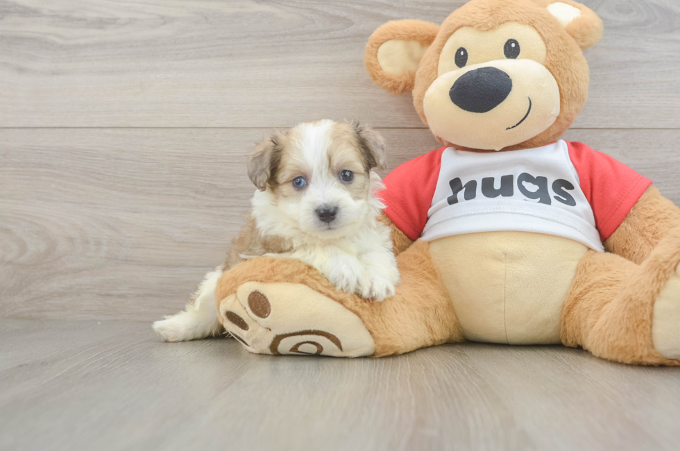 5 week old Aussiechon Puppy For Sale - Premier Pups