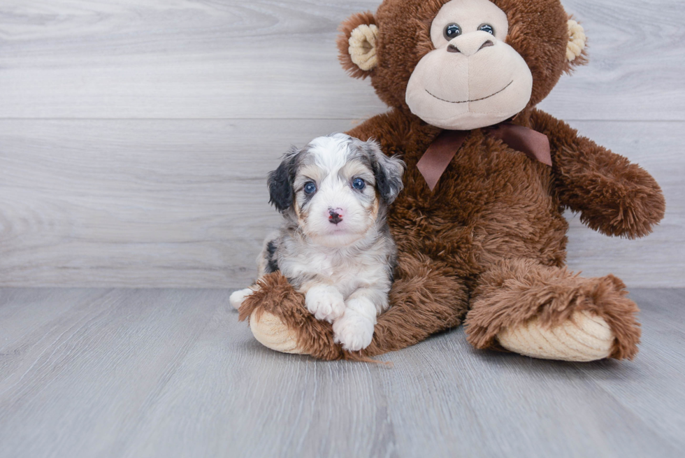 Aussiechon Pup Being Cute