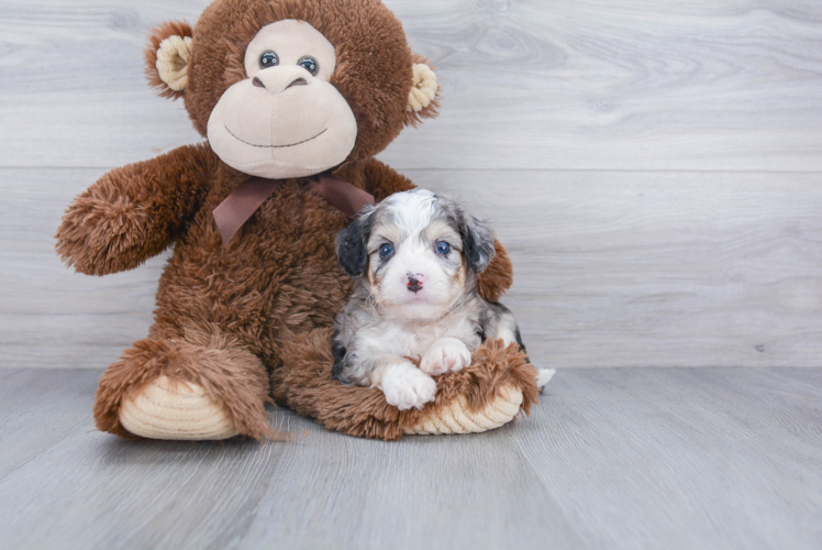 Aussiechon Puppy for Adoption