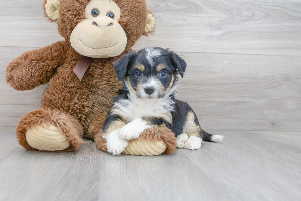 Aussiechon Pup Being Cute