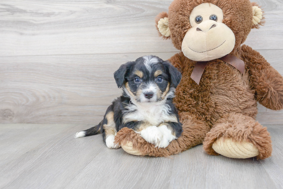 Playful Australian Designer Puppy