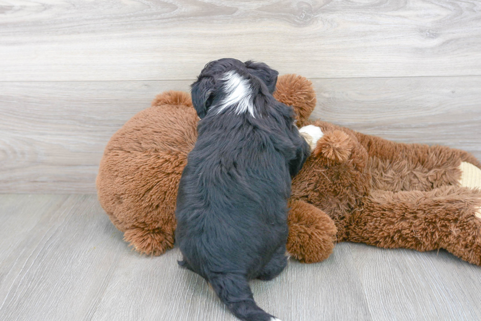 Aussiechon Pup Being Cute