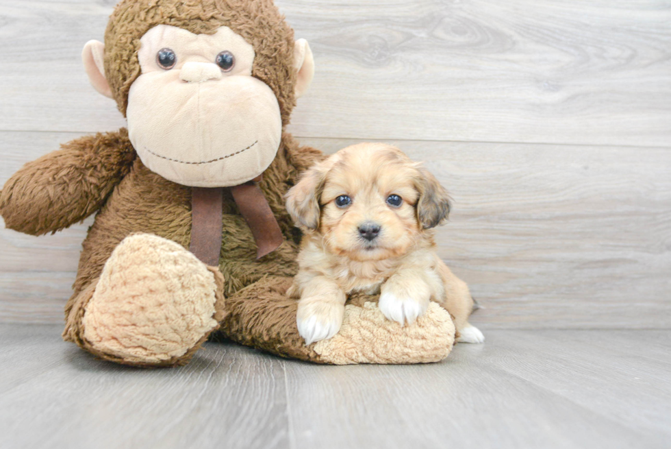 Aussiechon Puppy for Adoption