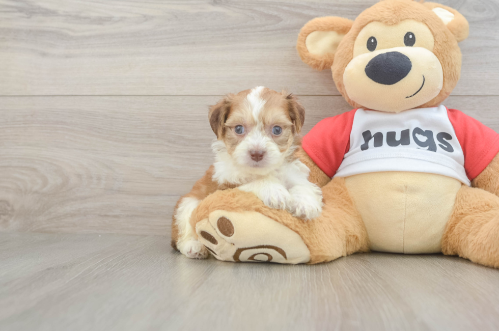5 week old Aussiechon Puppy For Sale - Premier Pups