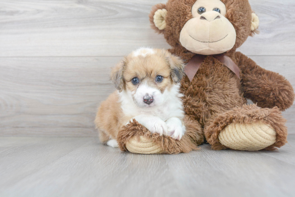 Adorable Australian Designer Puppy