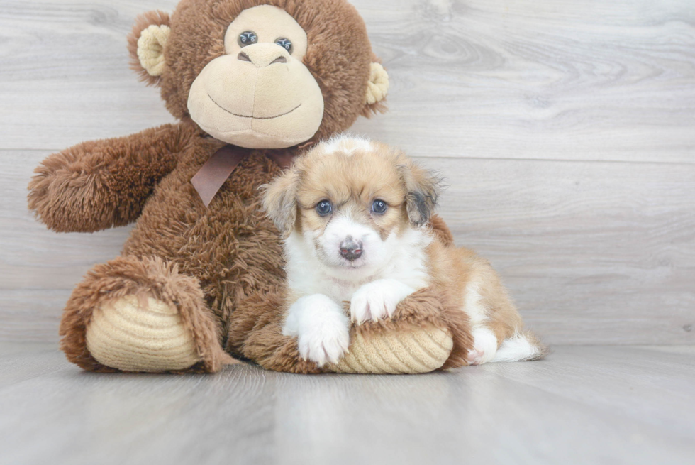 Aussiechon Pup Being Cute