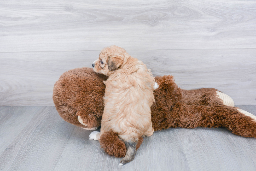 Fluffy Aussiechon Designer Pup