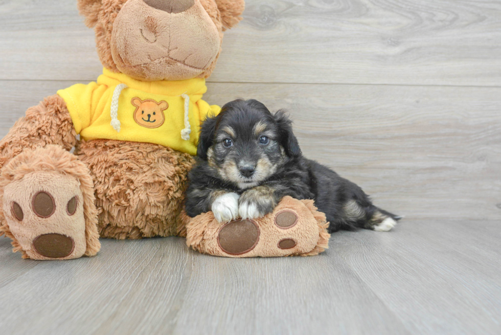 Aussiechon Puppy for Adoption