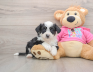 7 week old Aussiechon Puppy For Sale - Premier Pups