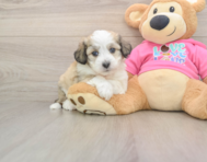 6 week old Aussiechon Puppy For Sale - Premier Pups