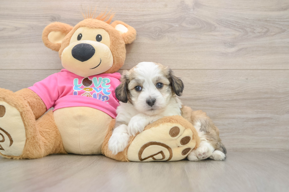 Aussiechon Pup Being Cute