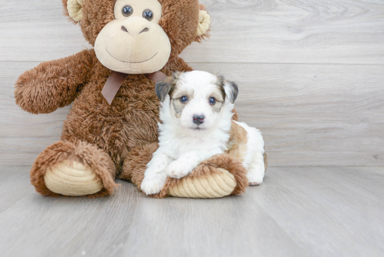 Aussiechon Puppy for Adoption