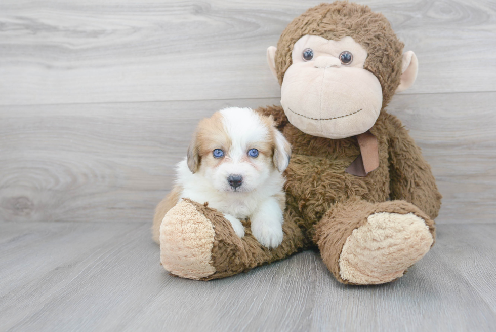 Aussiechon Puppy for Adoption