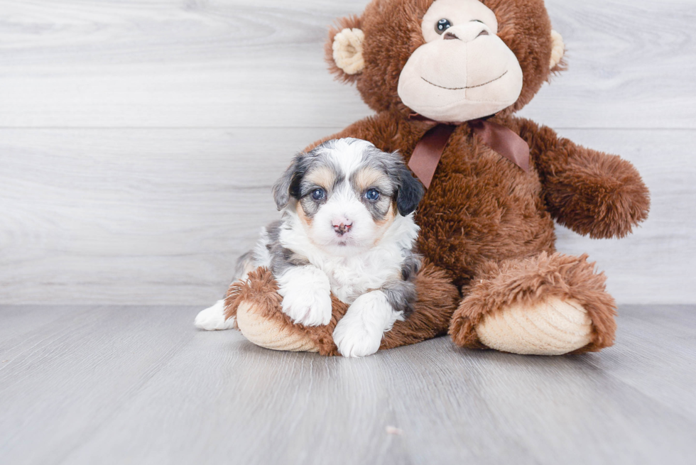 Popular Aussiechon Designer Pup