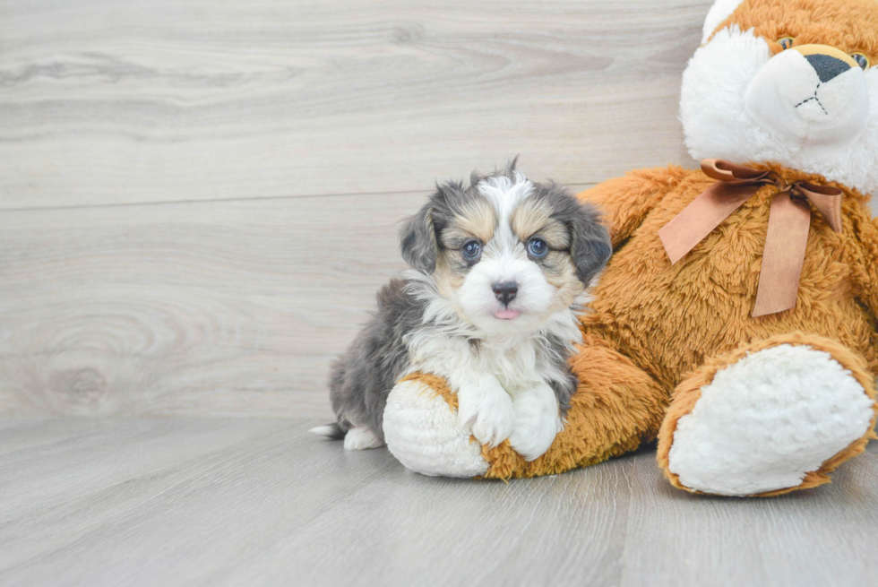 Adorable Australian Designer Puppy