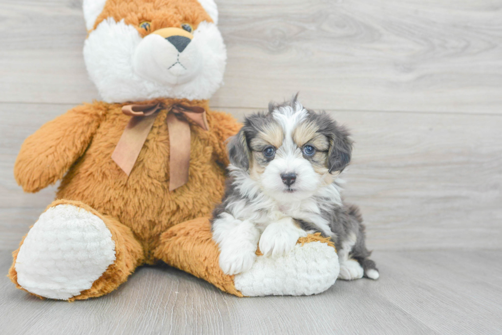 Aussiechon Puppy for Adoption