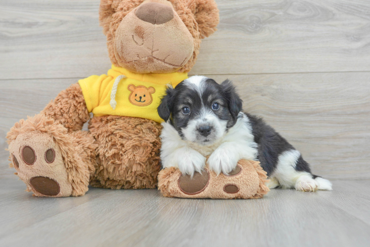 Aussiechon Pup Being Cute