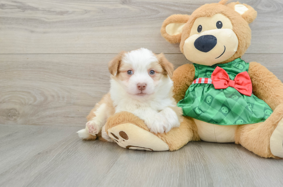 5 week old Aussiechon Puppy For Sale - Premier Pups