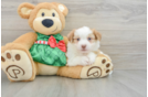 Aussiechon Puppy for Adoption