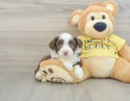 6 week old Aussiechon Puppy For Sale - Premier Pups